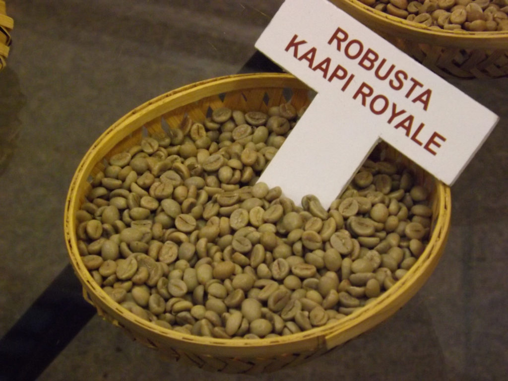 Robusta coffee beans